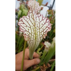 Sarracenia leucophylla 'pubescent'