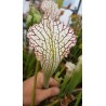 Sarracenia leucophylla 'pubescent'
