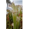 Sarracenia leucophylla 'pubescent'