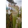 Sarracenia leucophylla 'pubescent'