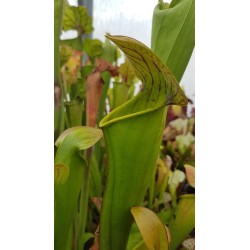 Sarracenia x harperi