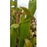 Sarracenia x harperi