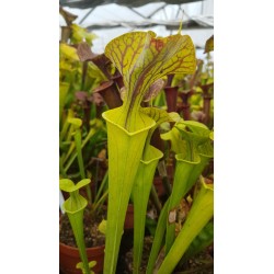 Sarracenia flava 'Shalotte, Brunswick Co'