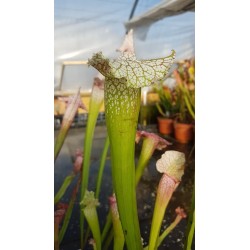 Sarracenia X pink thing
