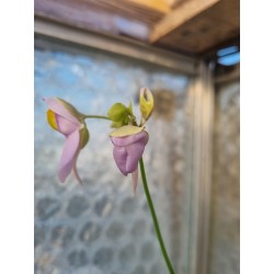 Utricularia cornigera
