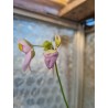 Utricularia cornigera