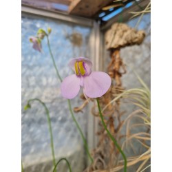 Utricularia cornigera