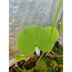 Utricularia cornigera