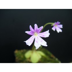 Pinguicula emarginata