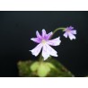Pinguicula emarginata