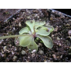 Pinguicula emarginata
