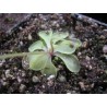 Pinguicula emarginata