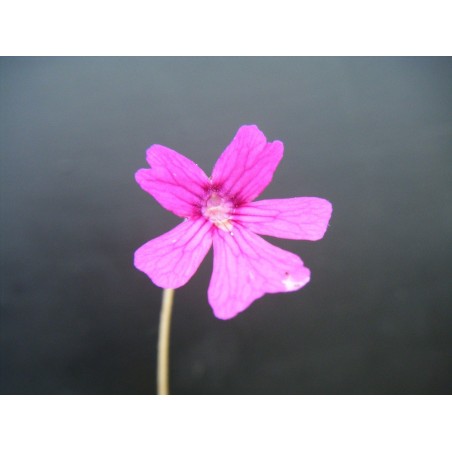 Pinguicula emarginata x laueana