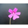 Pinguicula emarginata x laueana