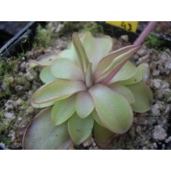 Pinguicula emarginata x laueana