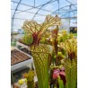 Sarracenia X moorei 'Johanna'