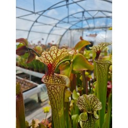 Sarracenia X moorei 'Johanna'