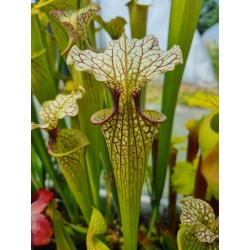 Sarracenia X moorei 'Johanna'