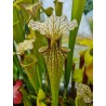 Sarracenia X moorei 'Johanna'