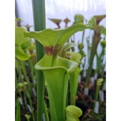 Sarracenia flava var. rugelii 'Milton, MK F53'