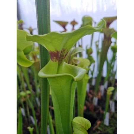 Sarracenia flava var. rugelii 'Milton, MK F53'