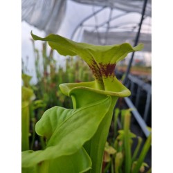 Sarracenia flava var. rugelii 'Milton, MK F53'