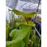 Sarracenia flava var. rugelii 'Milton, MK F53'