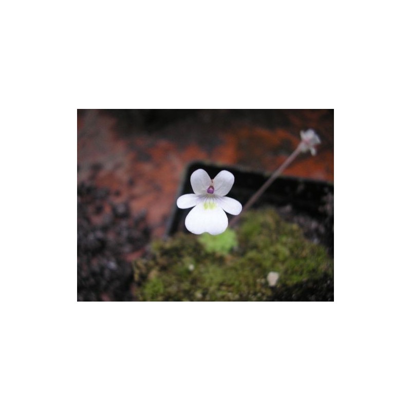 Pinguicula gracilis