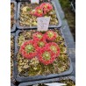 Drosera callistos