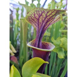 Sarracenia flava var. atropurpurea 'Maston exotics, F174 MK'