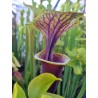 Sarracenia flava var. atropurpurea 'Maston exotics, F174 MK'