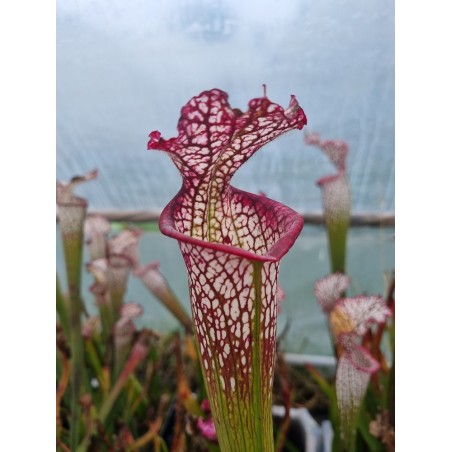Sarracenia leucophylla 'red upper tube'