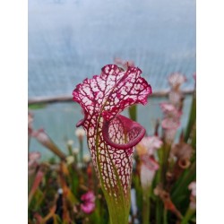 Sarracenia leucophylla 'red upper tube'