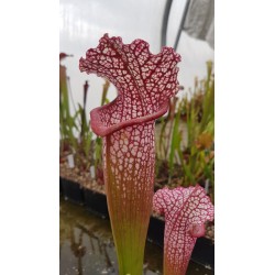 Sarracenia X super juthaphil PD-SX81