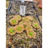 Drosera pulchella '44A'