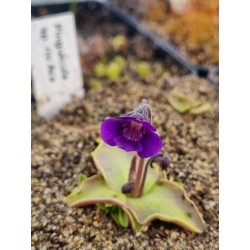 Pinguicula sp. Rio Ara