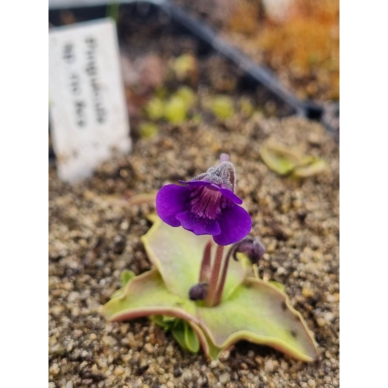 Pinguicula sp. Rio Ara