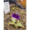 Pinguicula sp. Rio Ara