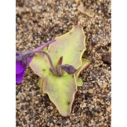 Pinguicula sp. Rio Ara
