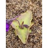 Pinguicula sp. Rio Ara