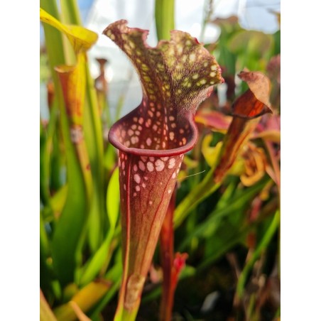 Sarracenia X dana's delight