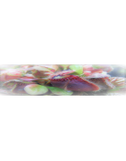 Cephalotus
