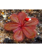 Plantes carnivores - Drosera