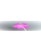 Plantes carnivores - Pinguicula