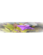 Utricularia