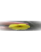Drosophyllum