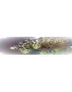 Plantes carnivores - Aldrovanda vesiculosa